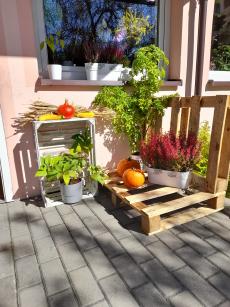 Powiększ zdjęcie: Udekorowane jesiennie wejście do Klubu Seniora w Komorowicach - drewniane skrzynki, wrzosy, dynie, zioła